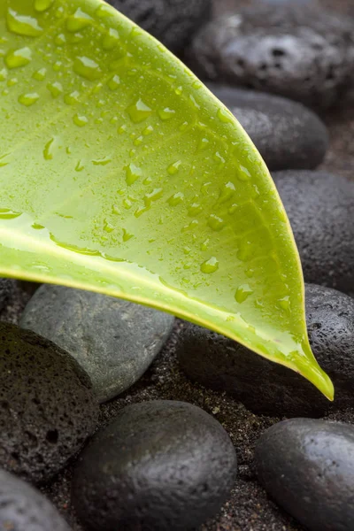 Naturaleza todavía con guijarros y hojas —  Fotos de Stock