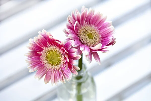 白い木のガラスの瓶で新鮮なピンク デイジー ガーベラの花 — ストック写真