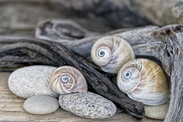 Tiburones ojo conchas y madera a la deriva — Foto de Stock