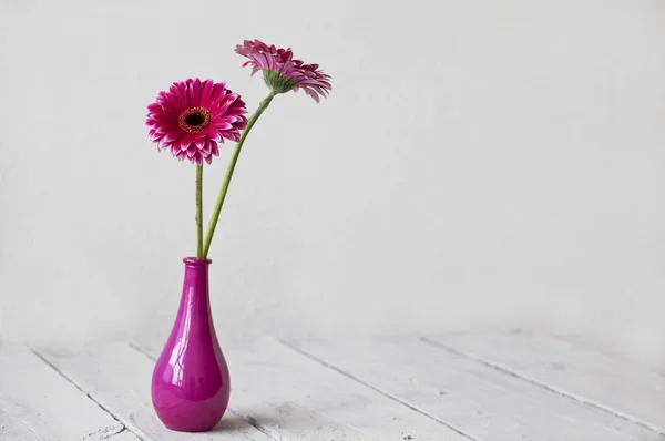 ピンクのデイジー ガーベラの花 — ストック写真