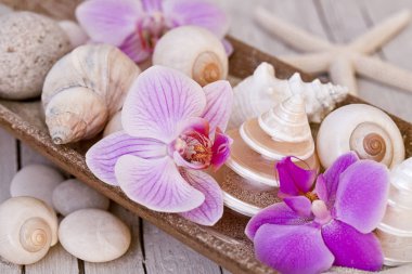 Pembe orkide çiçekler ve plaj hazine natürmort, güzel kabukları, deniz yıldızı ve anası görücü usulü inci ahşap bir kase, ev dekorasyon, şık moda veya moda aksesuar için güzel bir tasarım