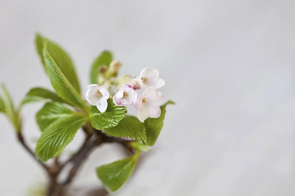 Fijne witte lente-bloesem — Stockfoto