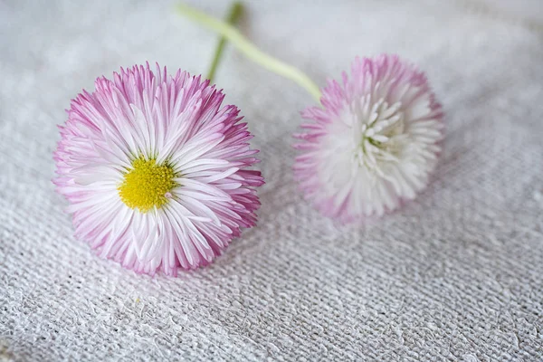 Çuval bezi üzerinde hassas papatya çiçekler — Stok fotoğraf