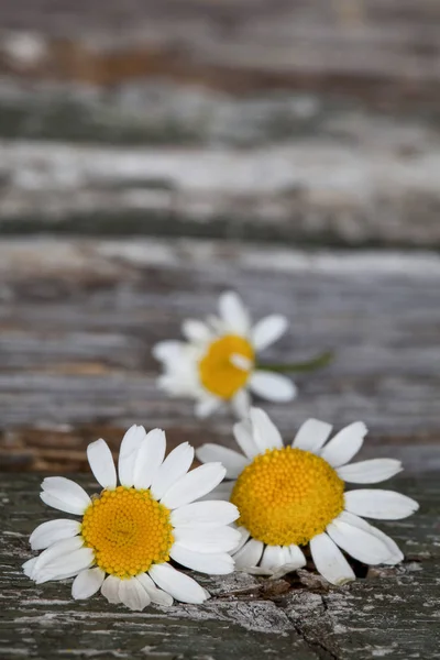 Daisy Flowers On Wooden Texture — Stock Photo, Image