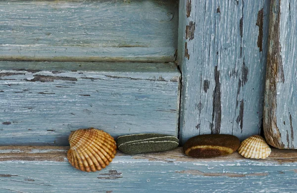 Stilleben med snäckor och Pebble — Stockfoto