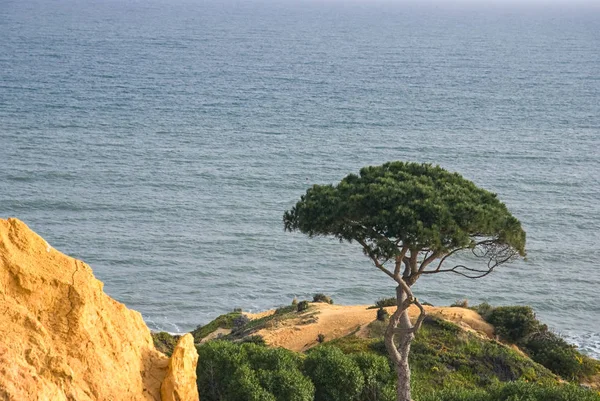 Atemberaubender Meerblick Mit Einer Einzigen Kiefer Der Portugiesischen Algarve Küste — Stockfoto