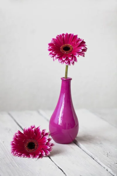 Rosa Gänseblümchen Gerbera Blume — Stockfoto