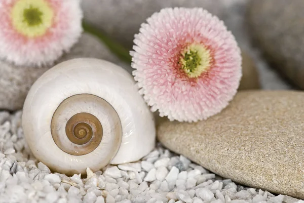 Zen Still Life With Pebble And Daisy — Stock Photo, Image