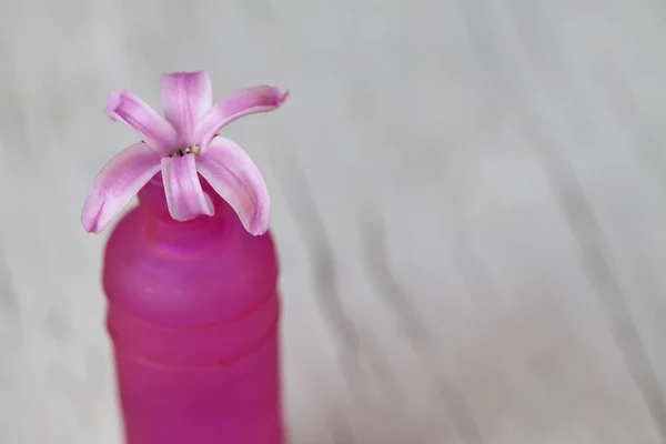 Flor de jacinto rosa en jarrón — Foto de Stock