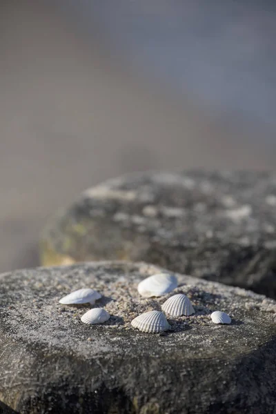 Fechar as conchas do mar — Fotografia de Stock