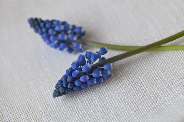 Fleur de Muscari bleue sur toile de jute blanche — Photo