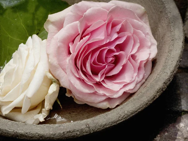 Due fiori di rosa in una ciotola — Foto Stock