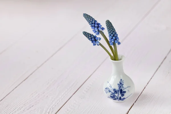 Mavi Muscari Çiçek vazosu — Stok fotoğraf