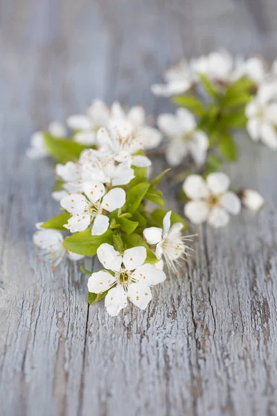 Flor de cereja delicada branca em madeira — Fotografia de Stock