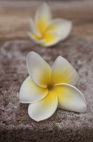 白黄色のプルメリアのお花 — ストック写真