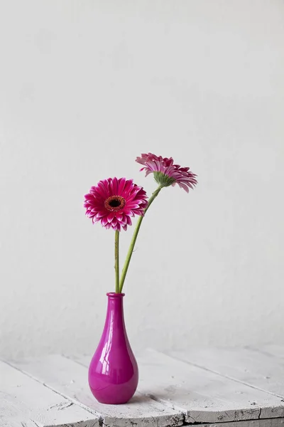 Rosa Gänseblümchen Gerbera Blume — Stockfoto