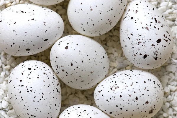 Delicate Speckled Birds Eggs — Stock Photo, Image