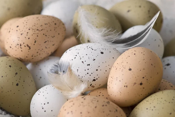 Delicate Brown And White Birds Eggs — Stock Photo, Image