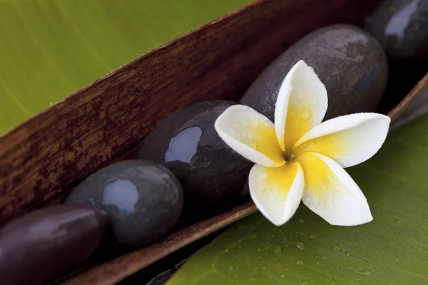 Beyaz Sarı Frangipani çiçekler — Stok fotoğraf