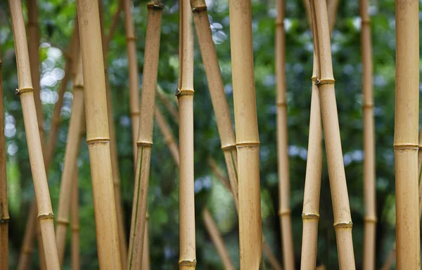 Palos de bambú en ambiente tropical —  Fotos de Stock
