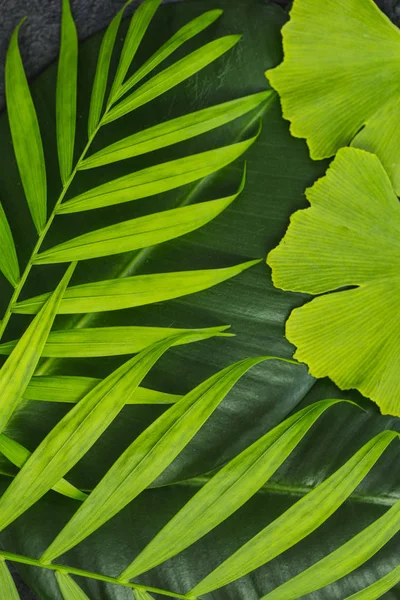 Zen Style groene bladeren — Stockfoto
