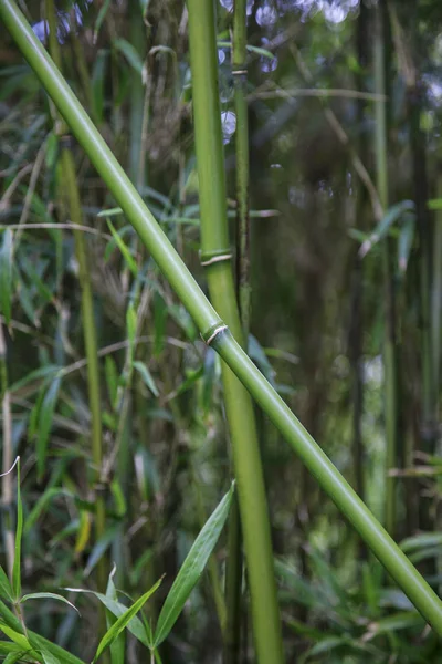 新鮮な緑の熱帯竹の植物 — ストック写真