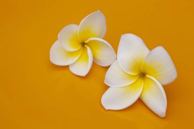 Beyaz Sarı Frangipani Çiçekleri Arkaplanı
