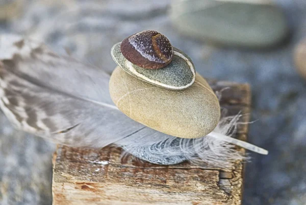 Lidt stadig bor på stranden med pebble og fjer - Stock-foto