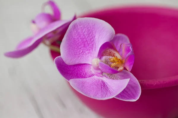 Pink Orchid Flower Still Life — Stock Photo, Image