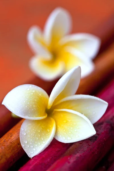 Zen Style Νεκρή φύση με Plumeria — Φωτογραφία Αρχείου