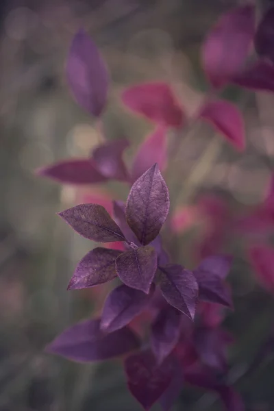 Primer plano de hojas de otoño púrpura —  Fotos de Stock