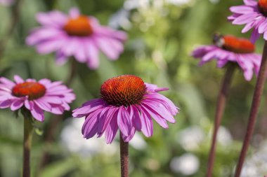 Koni çiçeği Echinacea Parlak güneş ışığında