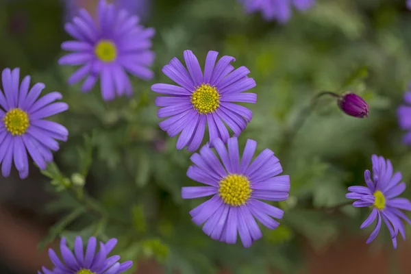 Ловкий фиолетовый цветок — стоковое фото
