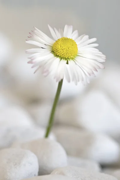 Still Life With Daisy Flower — Stock Photo, Image