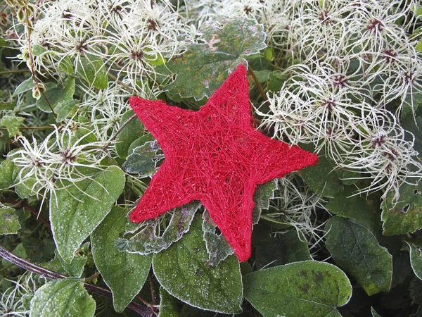 Christmas Star On Frosty Leaves — Stock Photo, Image