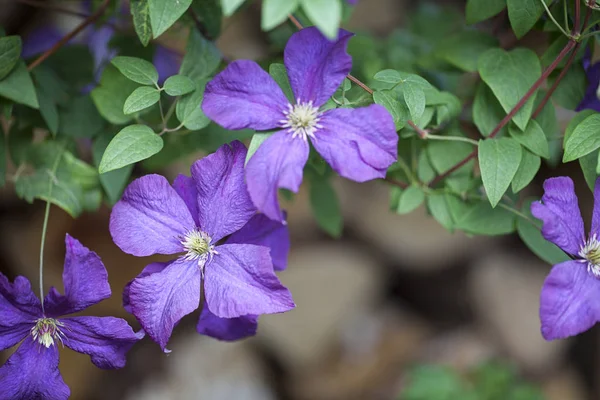 Lovely Purple Clematis Flower Vines — 스톡 사진