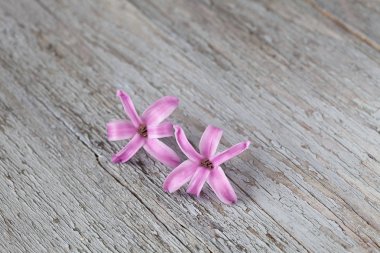 Minik Pembe Sümbül Ağaçtaki Çiçekler