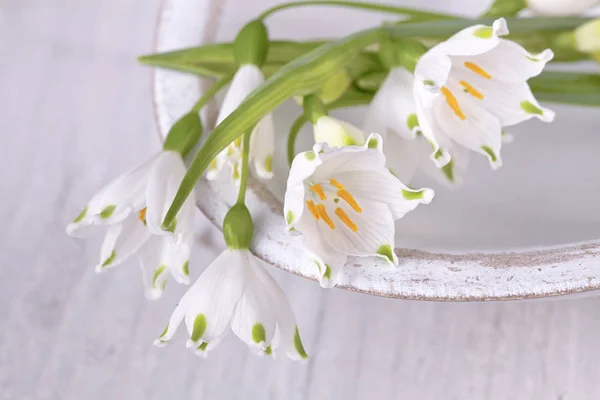 Weiße Frühling Schneeflocke Stillleben — Stockfoto