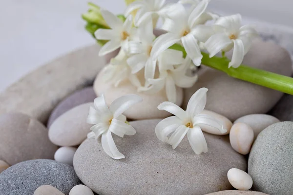 Stále život s bílými jarní květy — Stock fotografie