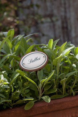 Almanca karşılığı olan taze bilge.