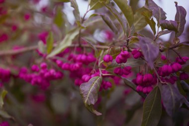 Çilek ile dal, yakın çekim