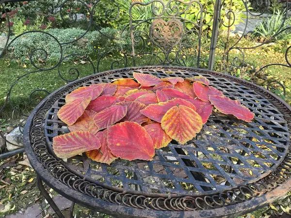 Coloful Autumn Leaf Still Life — Stock Photo, Image
