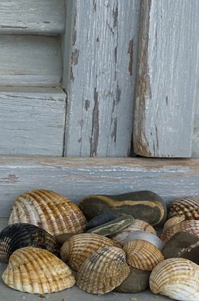 Stillleben mit Muscheln und Kieseln — Stockfoto