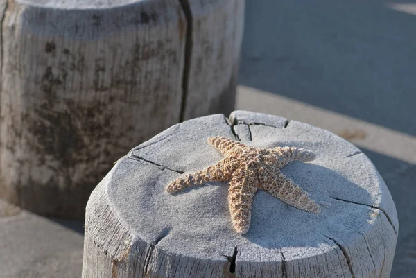 Jednoduchá Hvězdná ryba na dřevěné poště — Stock fotografie