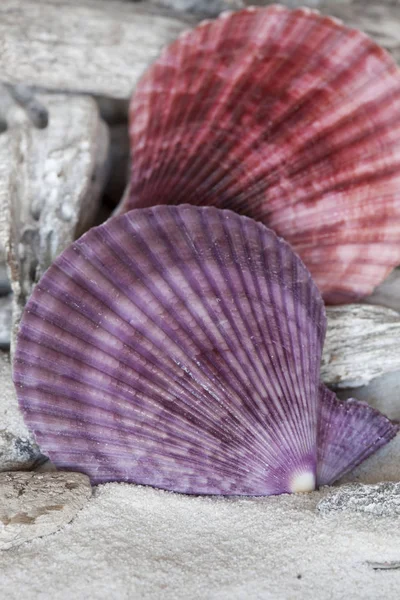 Purple Sea Shell Close Up — Stock Photo, Image