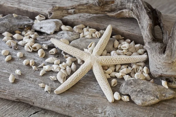 Natura morta nautica con stelle marine — Foto Stock