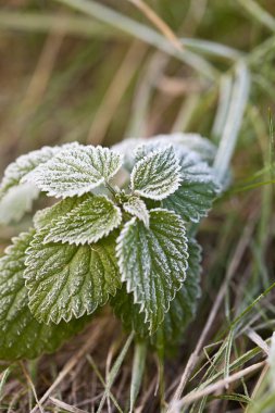 Kırılgan Yeşil Yapraklar Çayırda Hoarfrost ile
