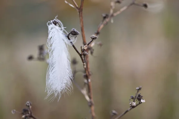 Pena branca pequena única com Hoarfrost — Fotografia de Stock