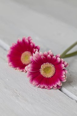 Tahtadaki Pembe Daisy Gerbera Çiçeği