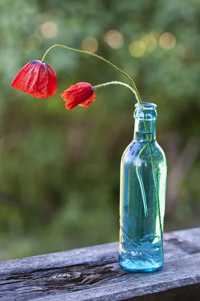 Poppy Flowers In Blue Vase — Stock Photo, Image